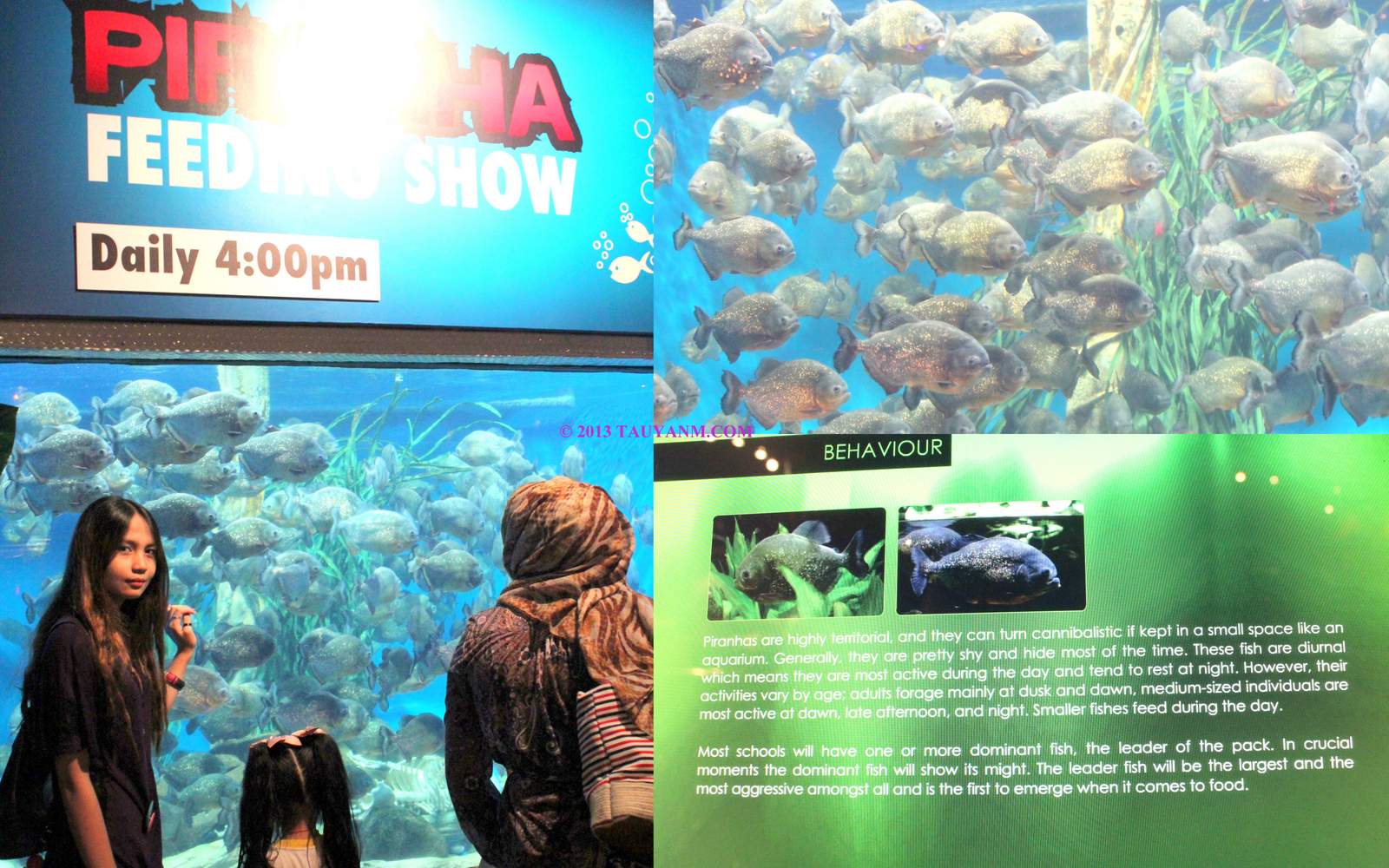 aquariatauyanm