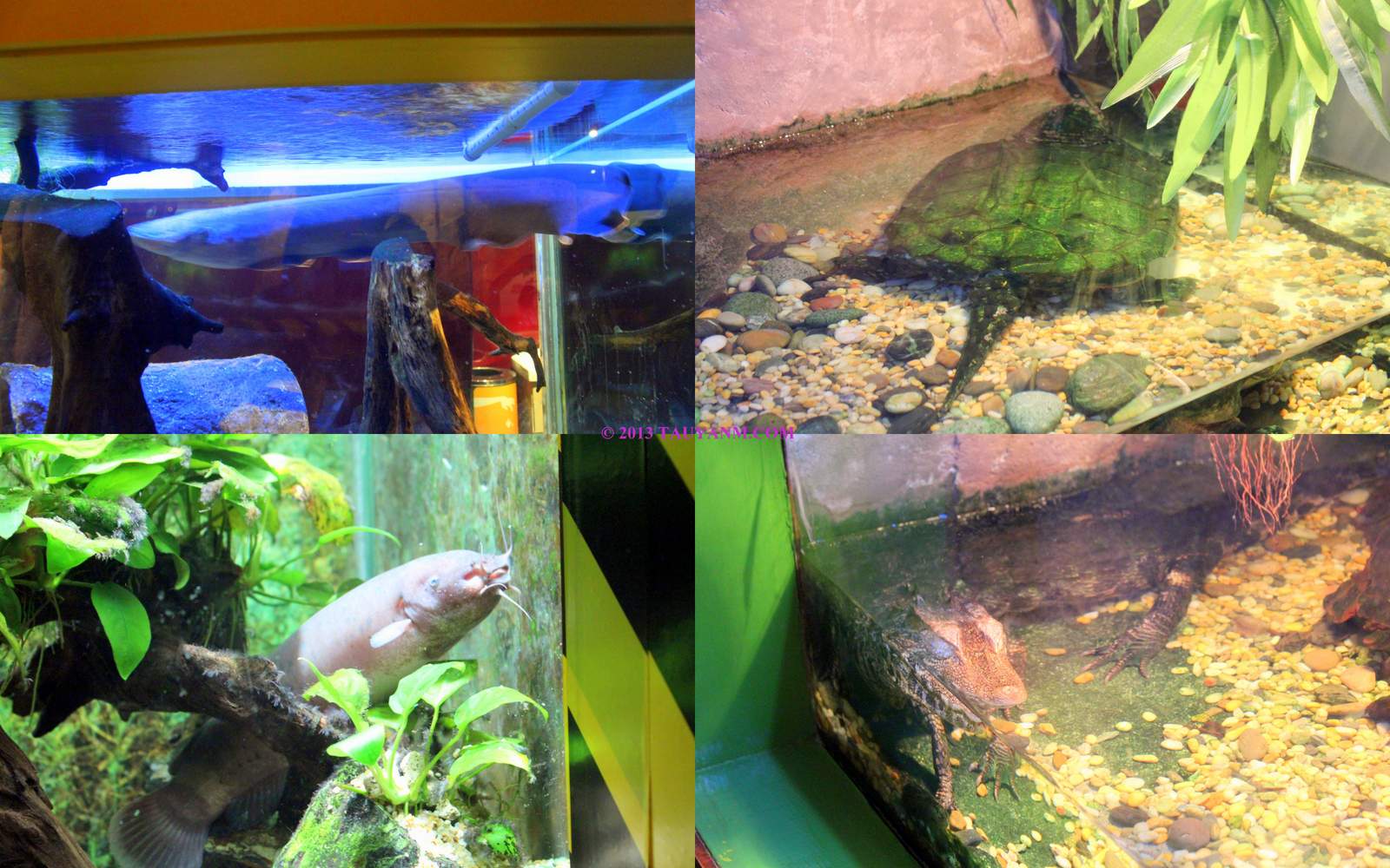 aquariatauyanm