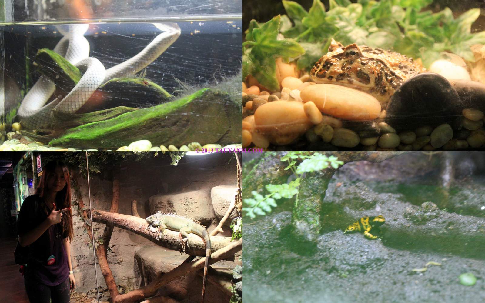 aquariatauyanm
