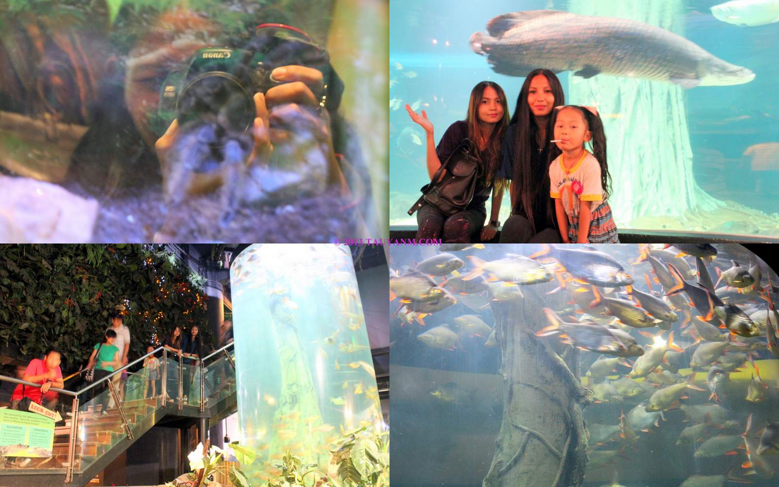 aquariatauyanm