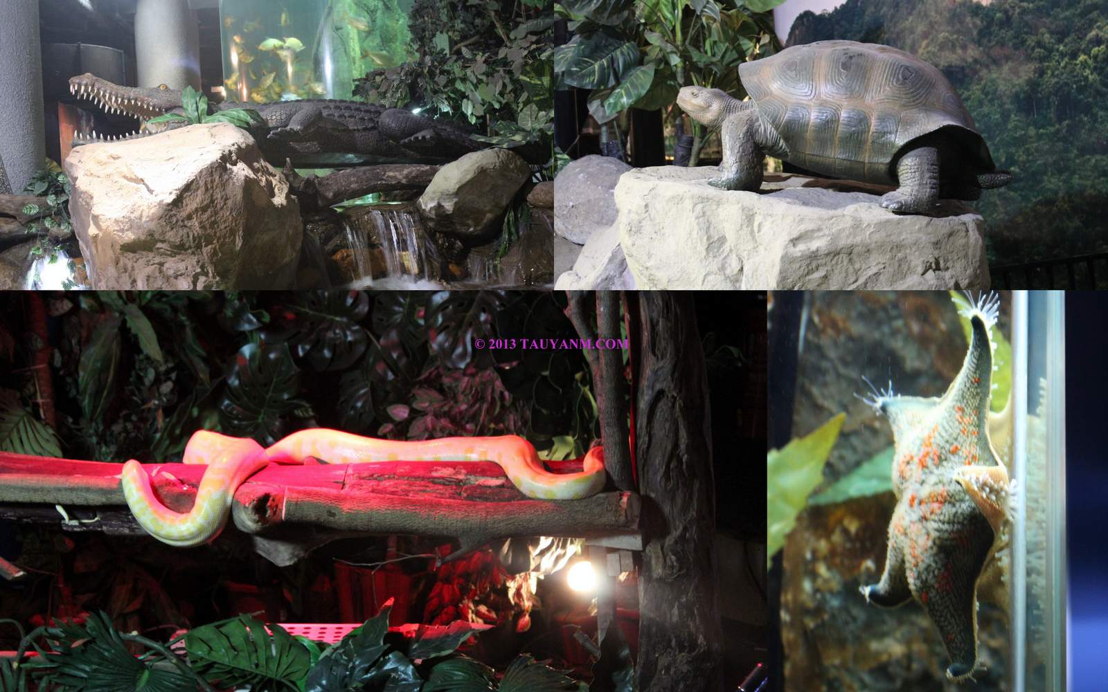 aquariatauyanm