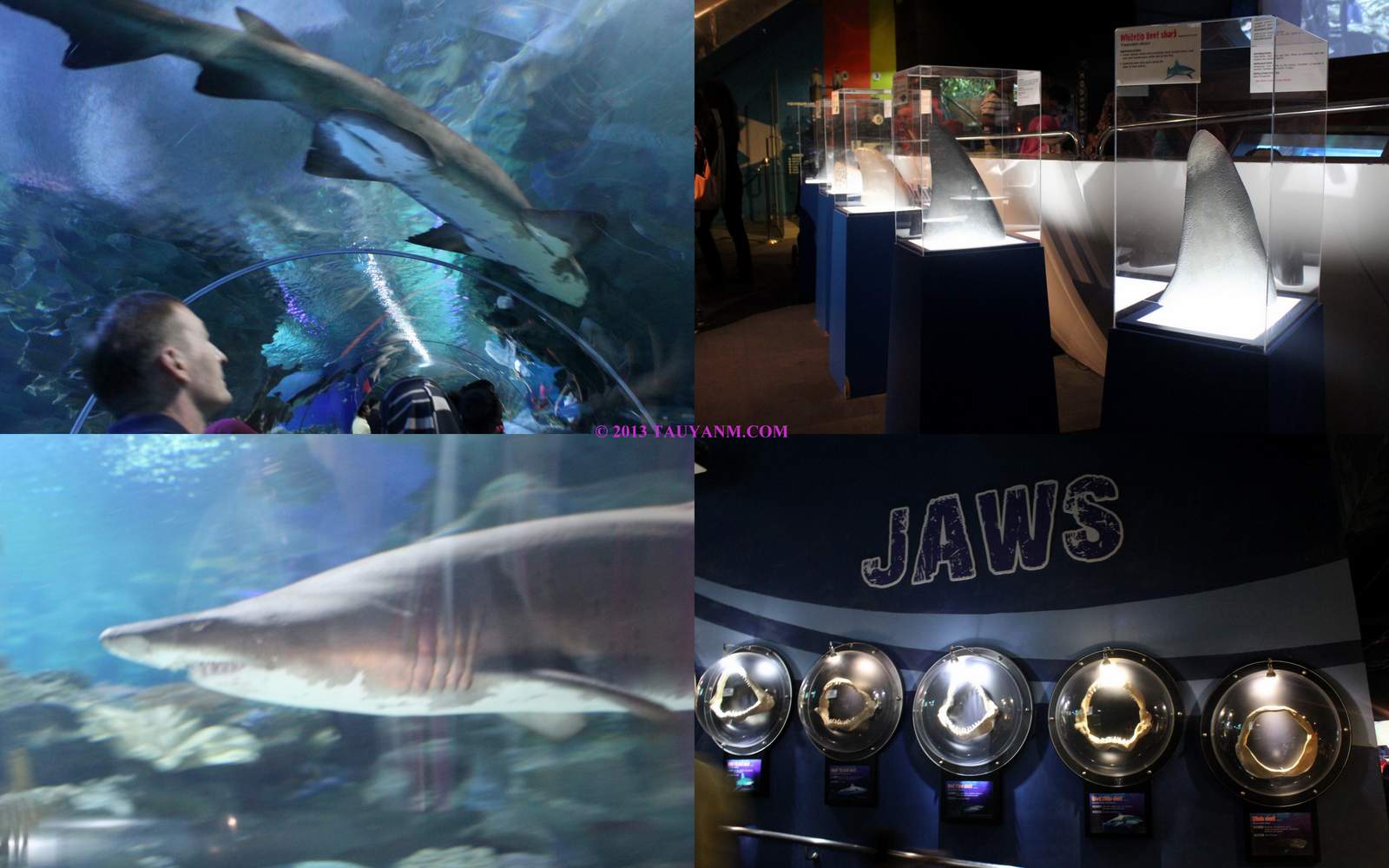 aquariatauyanm