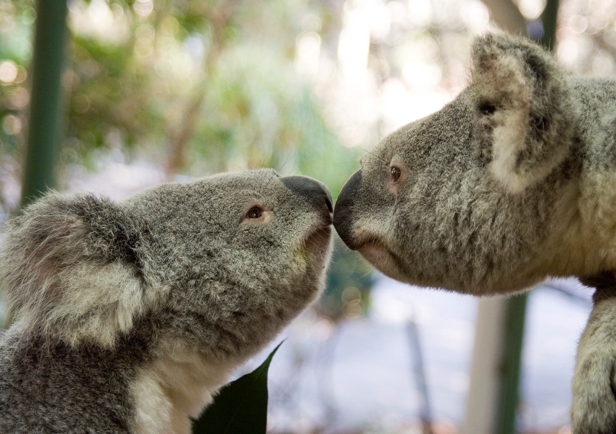 travel australia lone pine koala sanctuary tauyanm.com