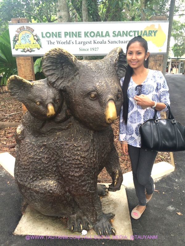 travel australia lone pine koala sanctuary tauyanm.com