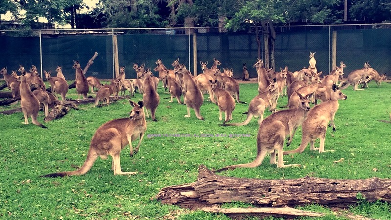 travel australia lone pine koala sanctuary tauyanm.com