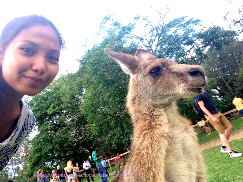 travel australia lone pine koala sanctuary tauyanm.com
