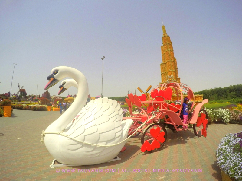 Dubai Miracle Garden - www.tauyanm.com