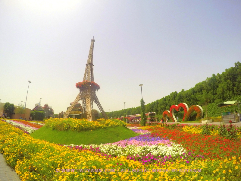 Dubai Miracle Garden - www.tauyanm.com