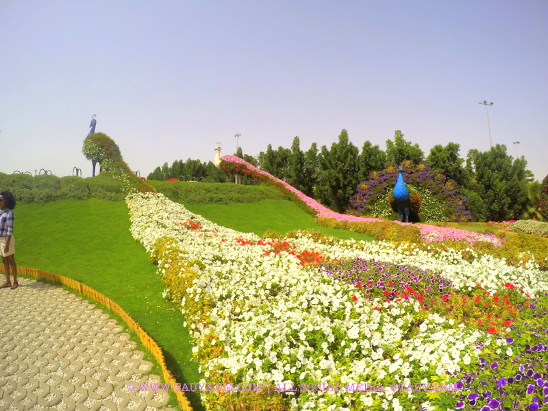 Dubai Miracle Garden - www.tauyanm.com