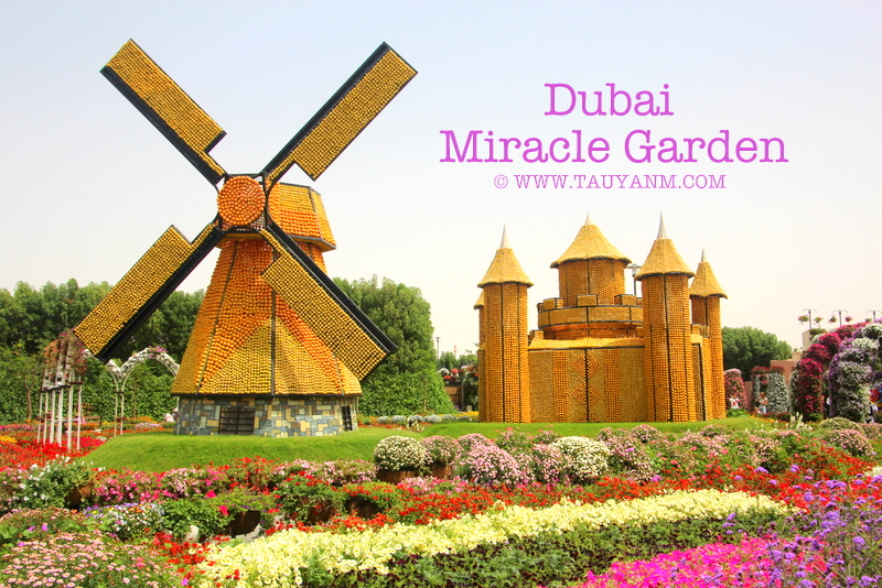 Dubai Miracle Garden - www.tauyanm.com