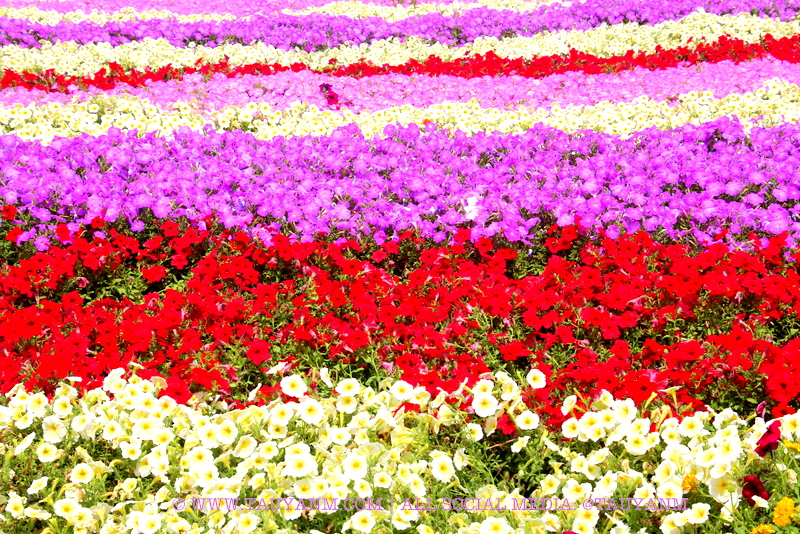 Dubai Miracle Garden - www.tauyanm.com
