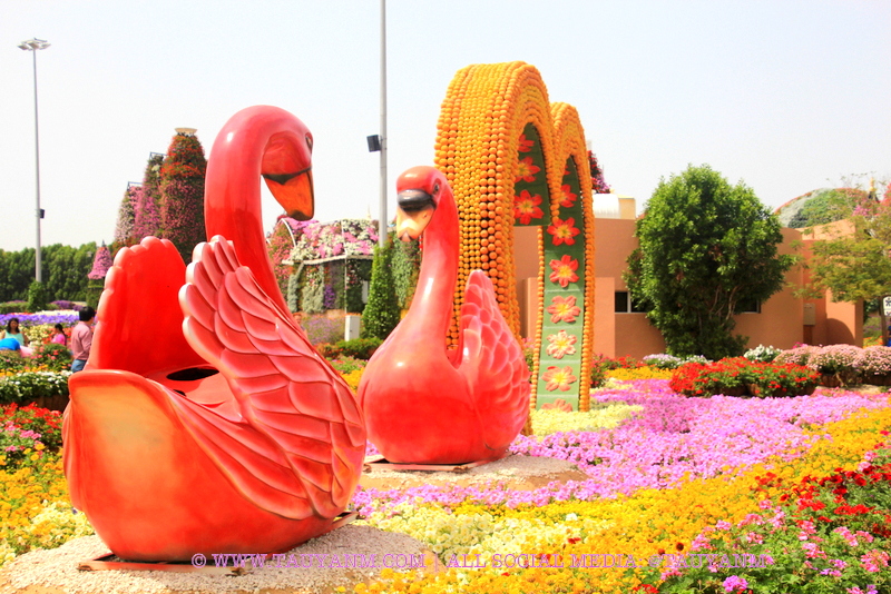 Dubai Miracle Garden - www.tauyanm.com
