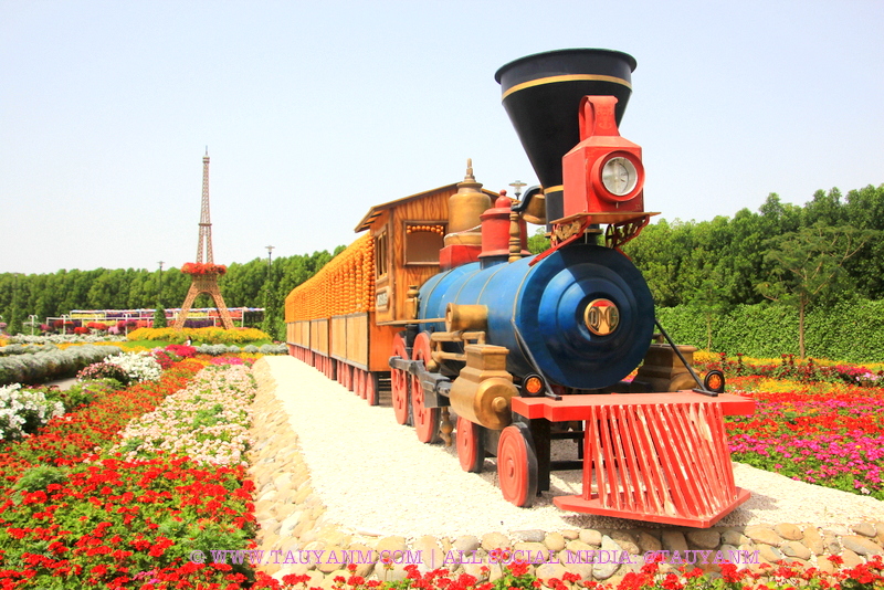 Dubai Miracle Garden - www.tauyanm.com