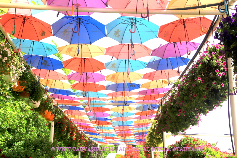 Dubai Miracle Garden - www.tauyanm.com