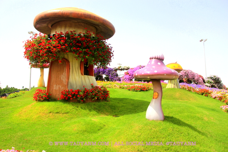 Dubai Miracle Garden - www.tauyanm.com