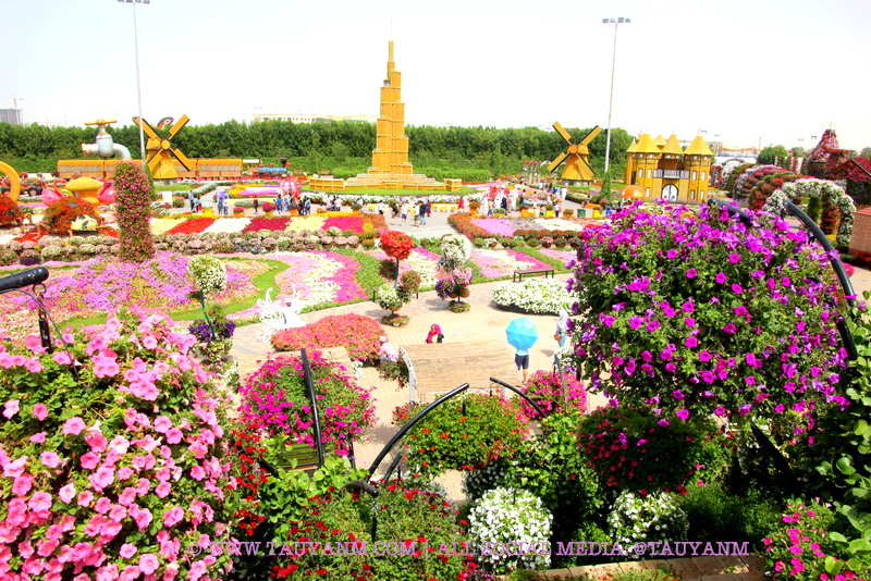 Dubai Miracle Garden - www.tauyanm.com