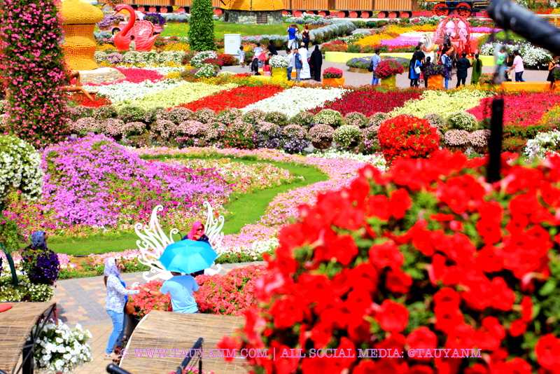 Dubai Miracle Garden - www.tauyanm.com
