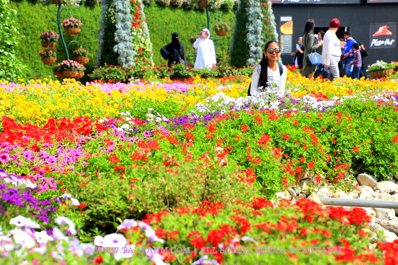 Dubai Miracle Garden - www.tauyanm.com