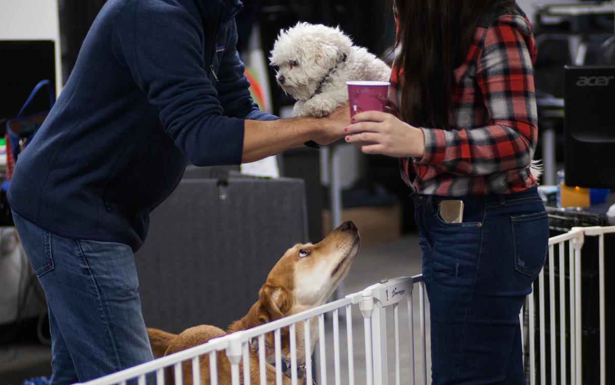 international pet travel, Pet Sitter, rover.com, Nannies for Pet, dubai blogger, filipino blogger, How to take care of your pets when travelling,