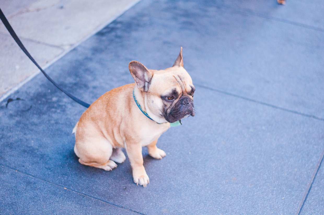 puppy potty training, puppy traning, kauffmanspuppytraning, dubai blogger, filipino blogger, how to puppy potty train