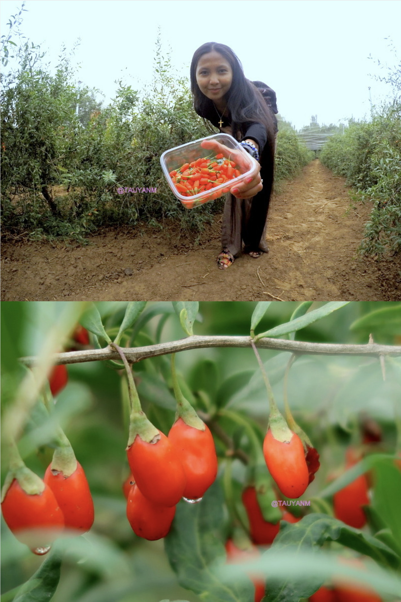goji berries, ningxia red, ningxia china, yinchuan ningxia china, china vlog, china blog, dubai blogger, dubai influencer, filipino blogger, filipino influencer, filipino in dubai, benefits of goji berries, shopping in ningxia china, ningxia gift shop