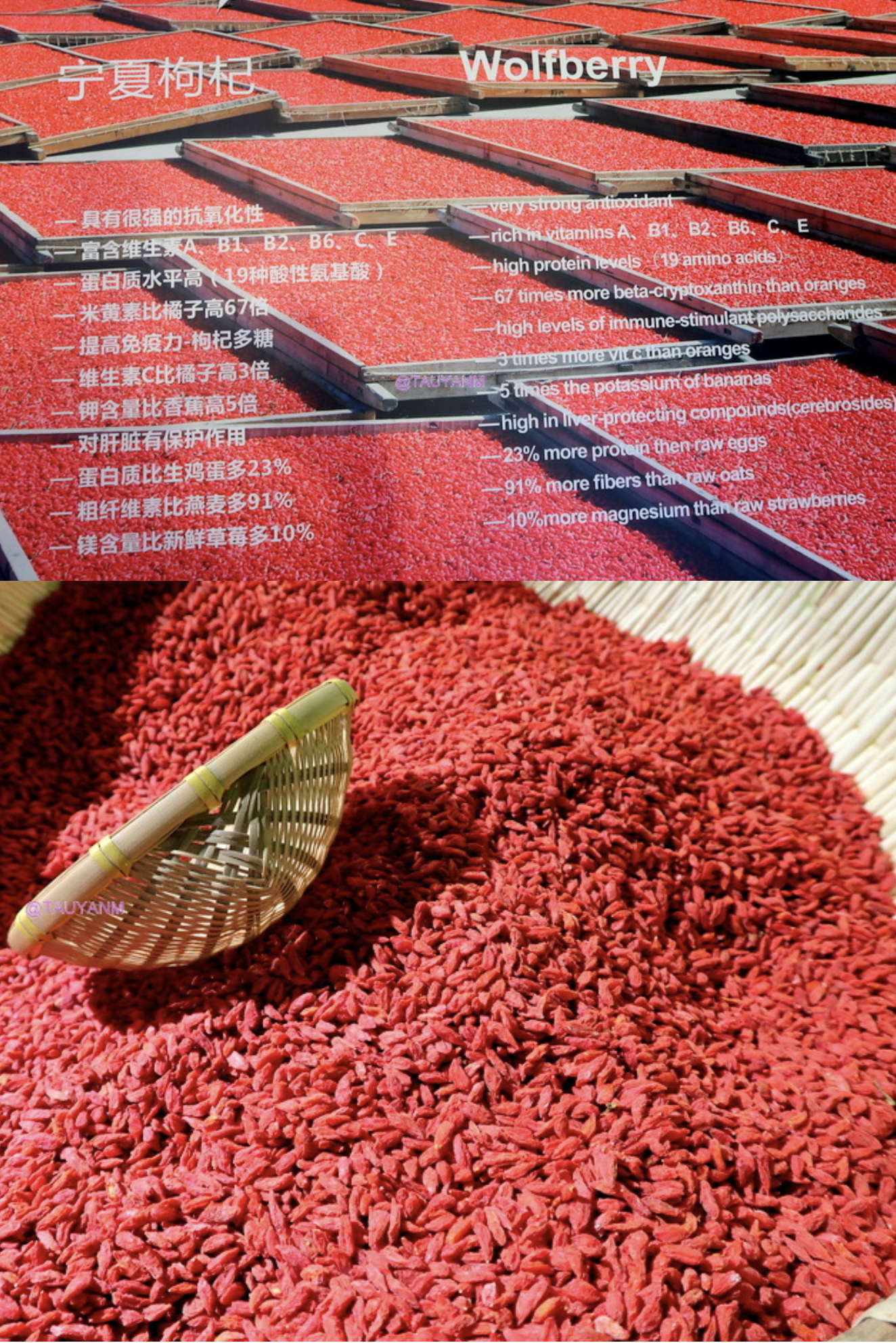 goji berries, ningxia red, ningxia china, yinchuan ningxia china, china vlog, china blog, dubai blogger, dubai influencer, filipino blogger, filipino influencer, filipino in dubai, benefits of goji berries, shopping in ningxia china, ningxia gift shop